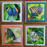 Art Square Butterfly Greeting Card